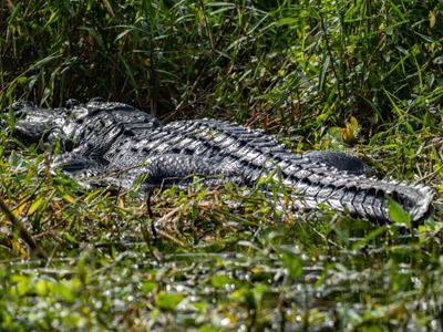 Alligator - Wekiva River