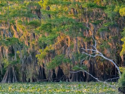 St Johns River near Sanford FL