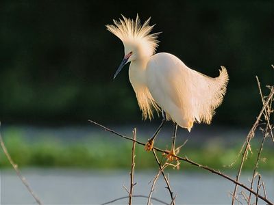 SAWMD rookery