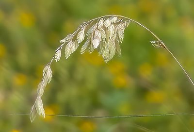 Sea Oats at Hugenot Park