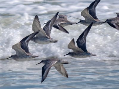 Bird Photography