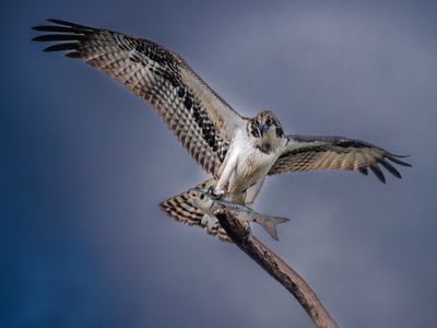 dad osprey.jpeg