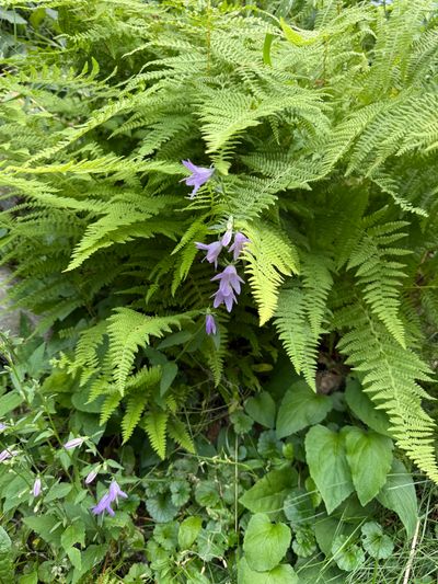 IMG_0230.HEIC