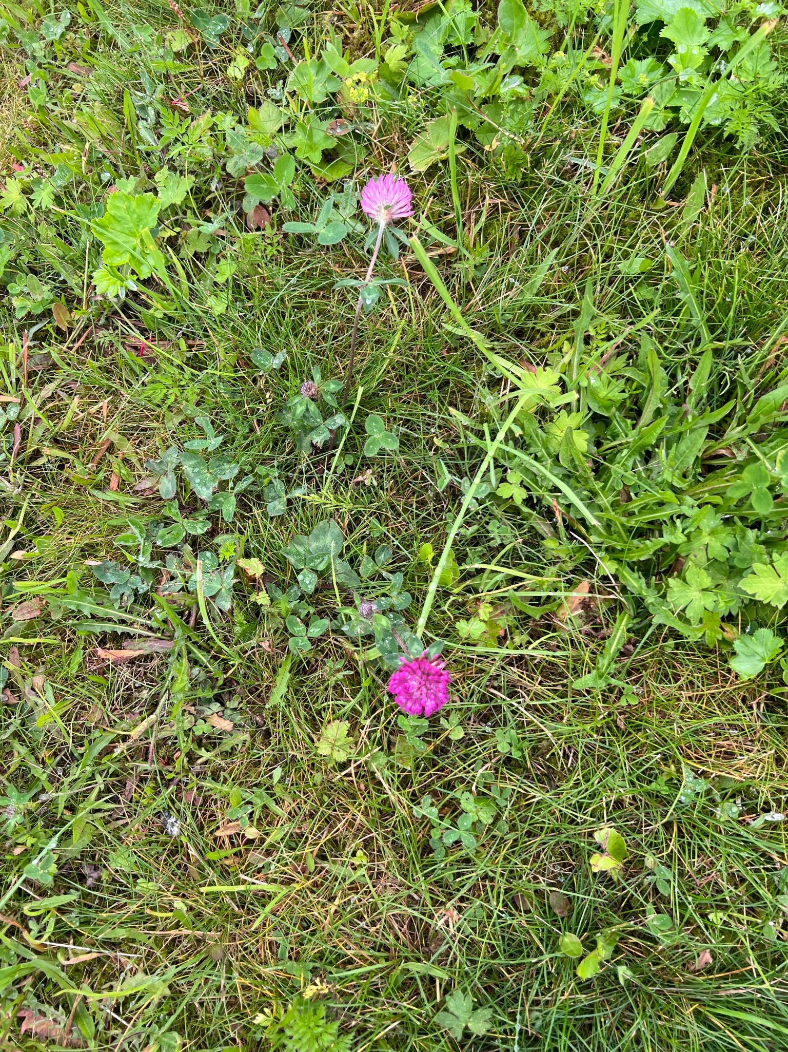 IMG_4053.jpeg