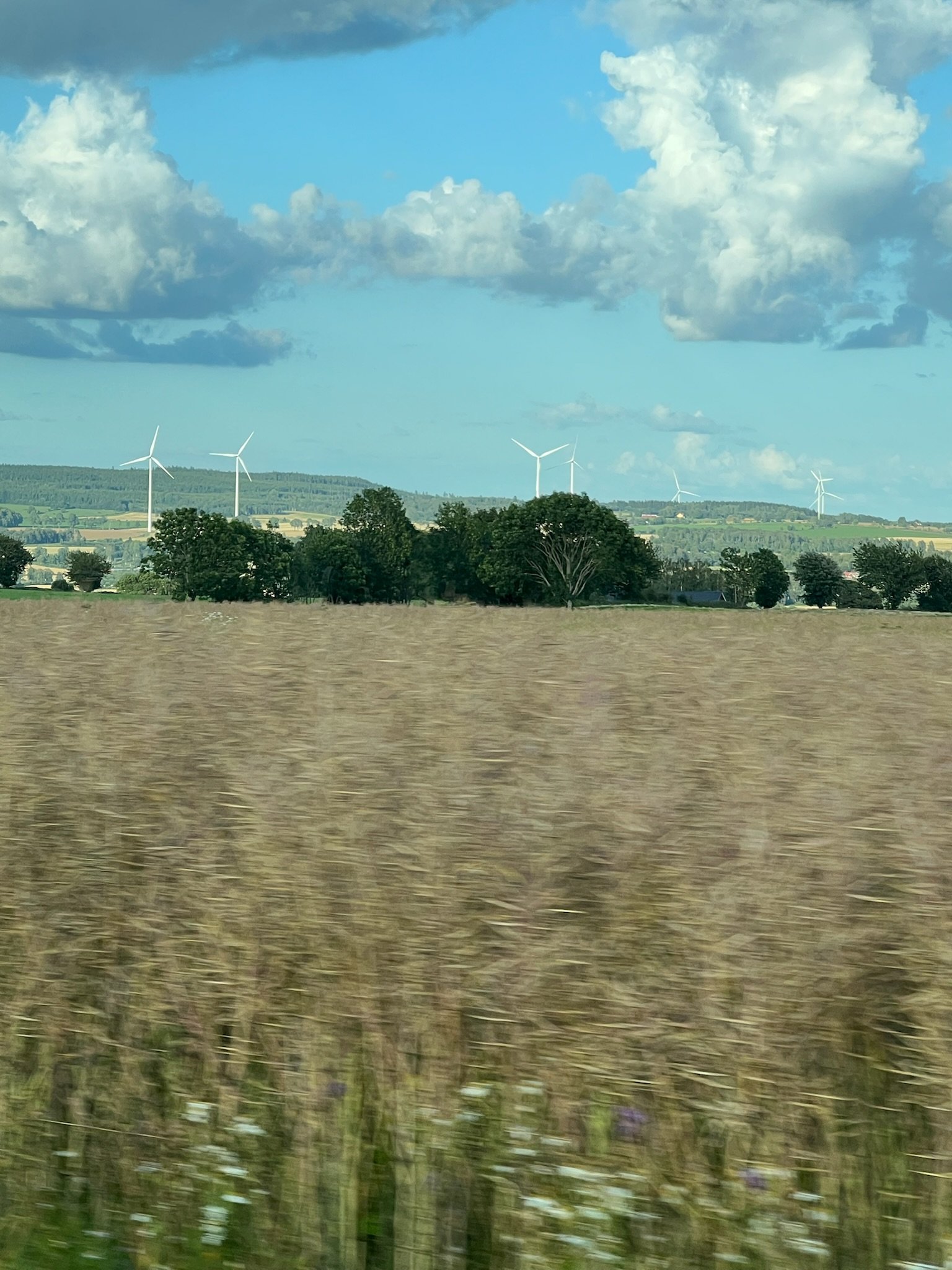 IMG_4445.jpg