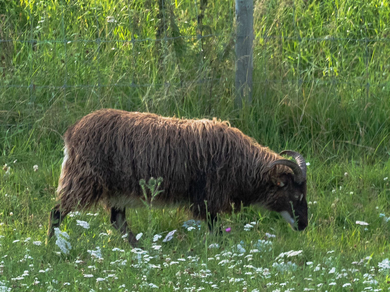 P1139595.jpg