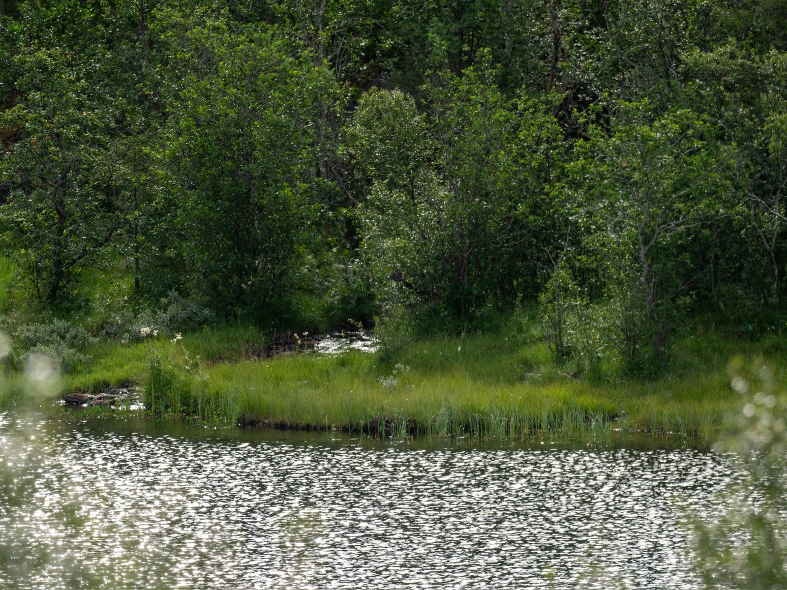 P1139754.jpg