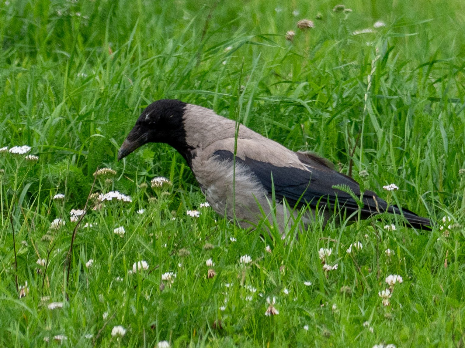 P1140416.jpg