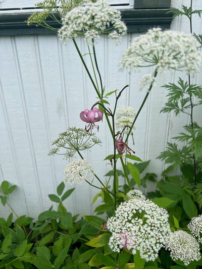 IMG_4195.jpg